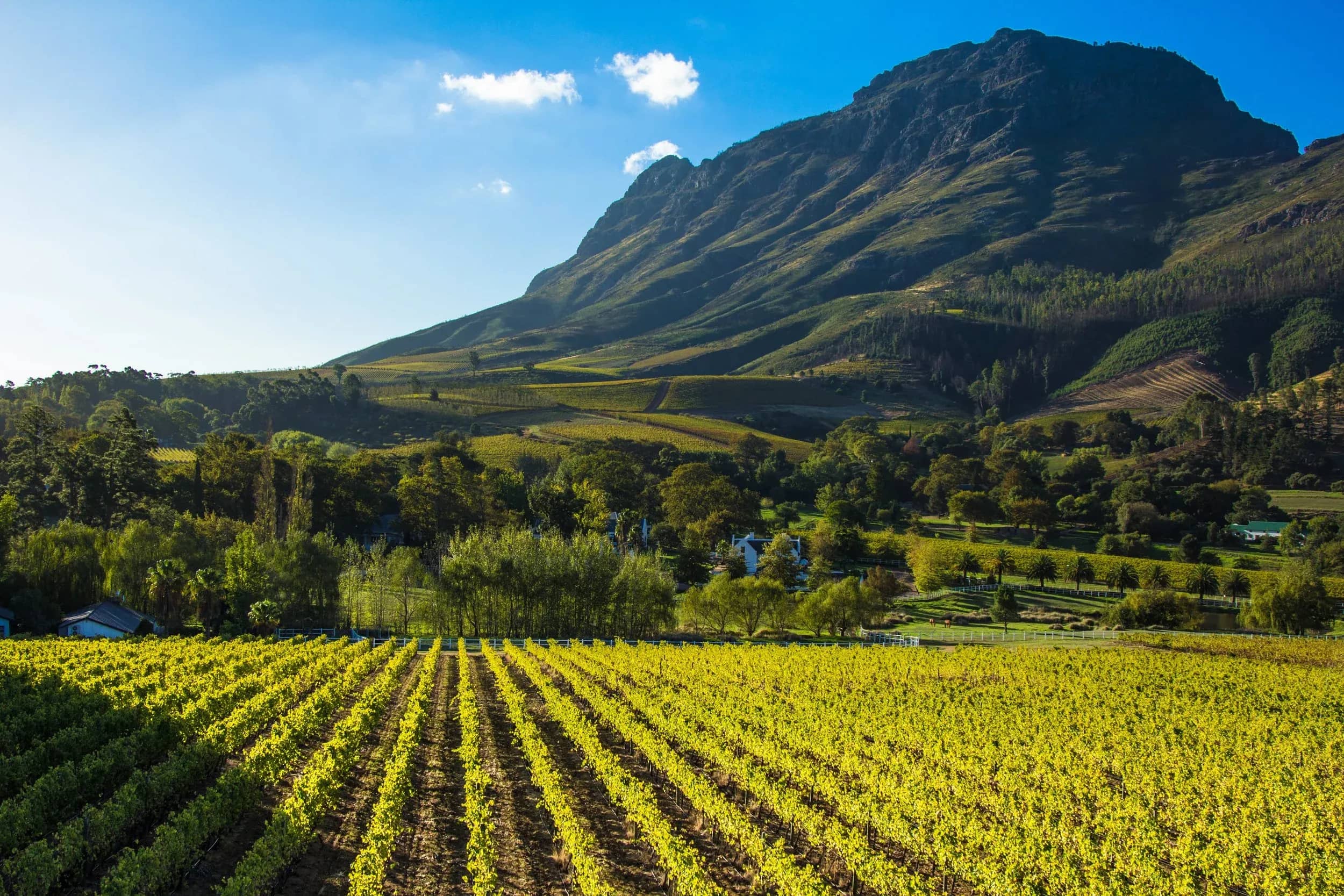 Cape Winelands Wine Tasting Tour in Cape Town, Stellenbosch, Franschhoek and the Cape Winelands, South Africa