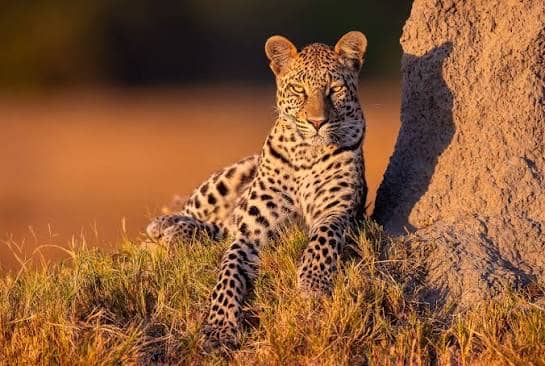 Chobe Wildlife Photography Safari in Chobe National Park and Chobe Riverfront, Kasane, Botswana