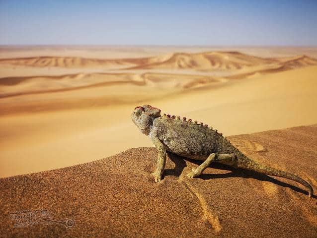 Swakopmund Living Desert Tour in Coastal Dune Belt, between Swakopmund and Walvis Bay, Namibia