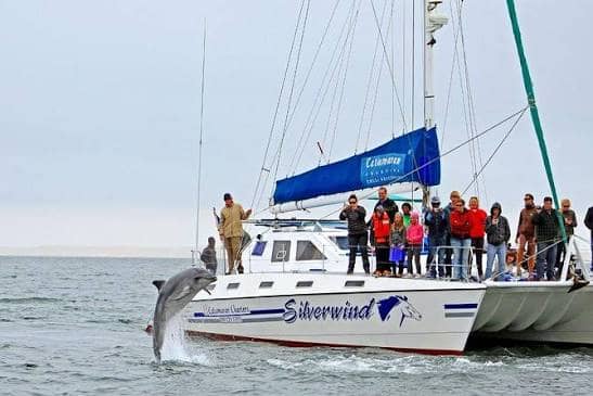Walvis Bay Dolphin & Seal Cruise in Walvis Bay Waterfront, Pelican Point and Walvis Bay Lagoon, Namibia