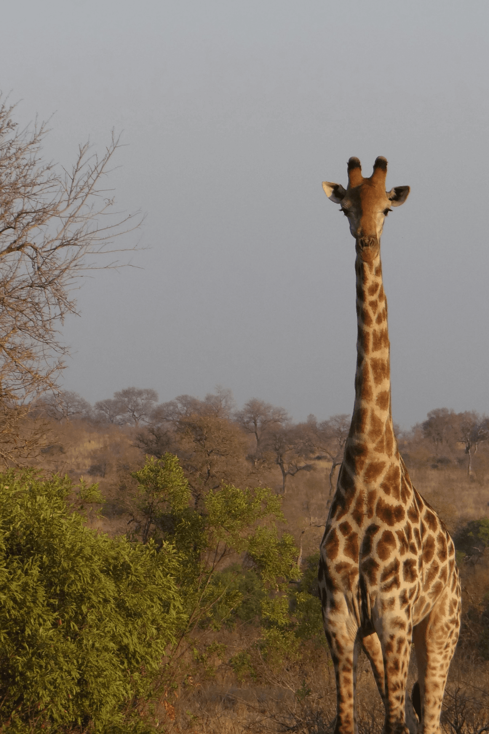 Chobe National Park