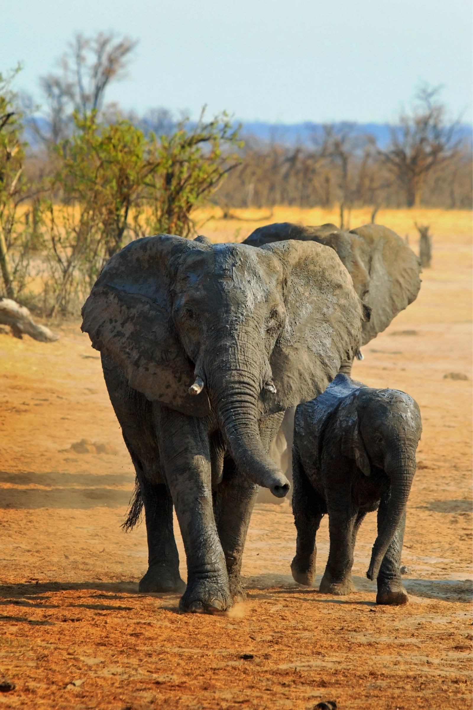 Hwange National Park