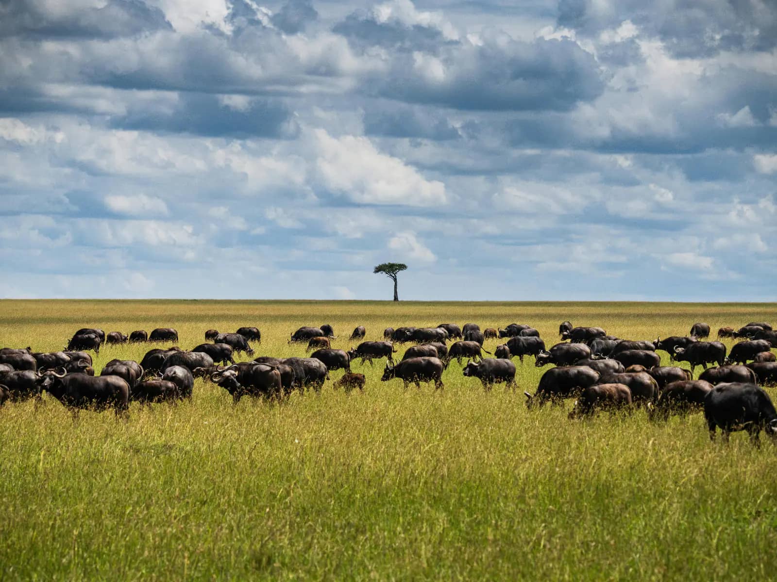 Hwange Wildlife Escape travel package in Zimbabwe